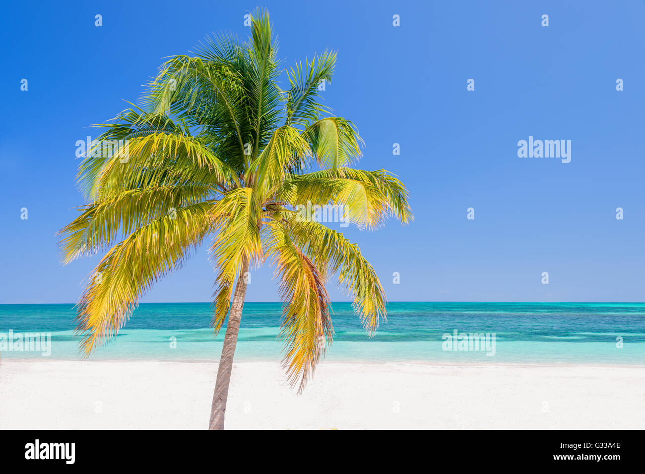 Palm tree su una spiaggia, Cayo Levisa; Cuba Foto Stock