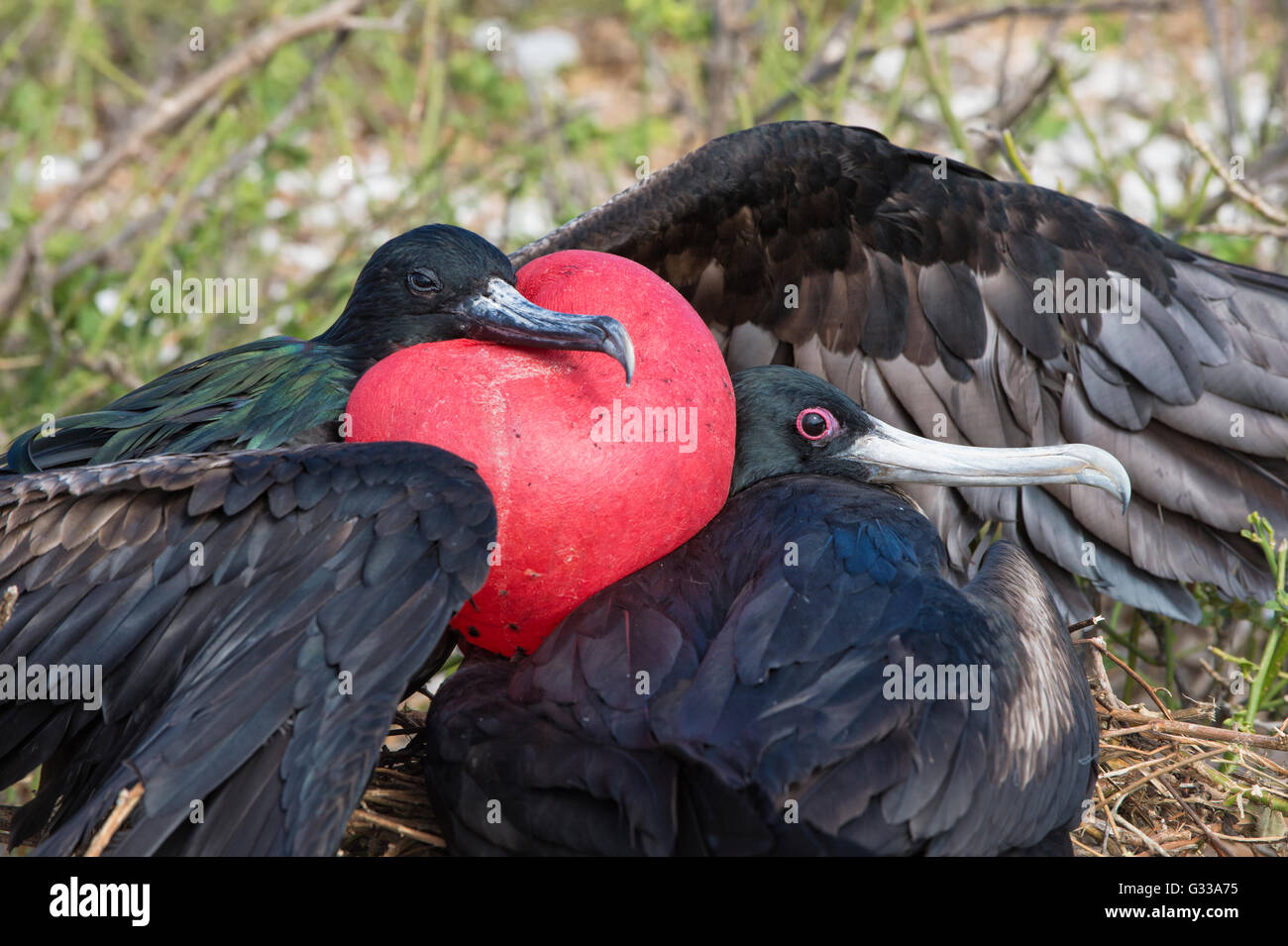 Grande Frigatebird giovane (Fregata minori), Genovesa Island, Galapagos, Ecuador Foto Stock