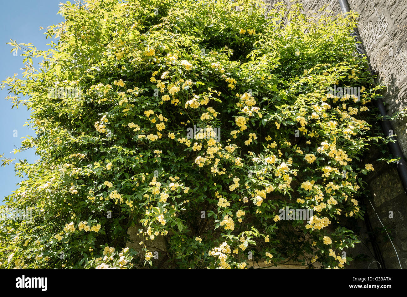 Banksian rosa in fiore nel Regno Unito Foto Stock