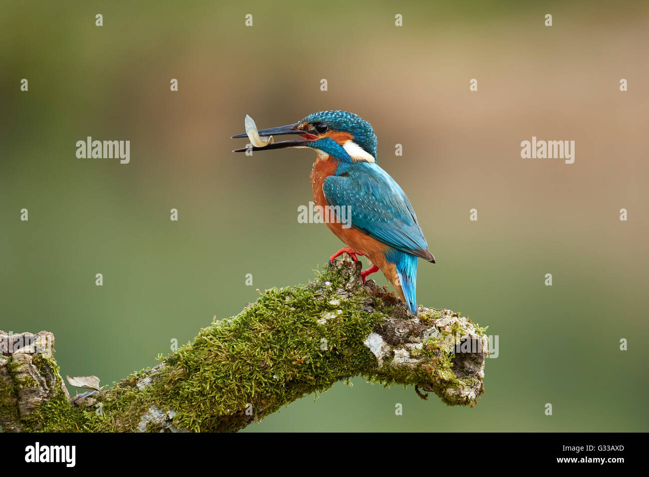 Martín pescador en su posadero con onu pez recién capturado Foto Stock