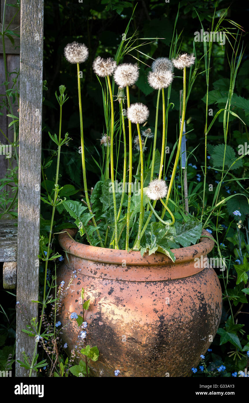 Una piantatrice di terracotta trascurata con tarassio seme che sta per spargere ancora più semi di piante infestanti in un angolo del giardino Foto Stock