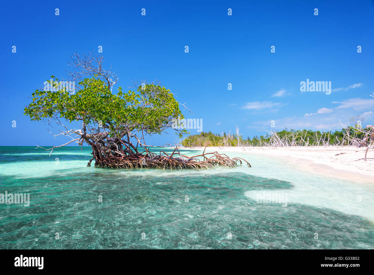 Mangrove Tree sulla spiaggia di Cayo Levisa isola Cuba Foto Stock