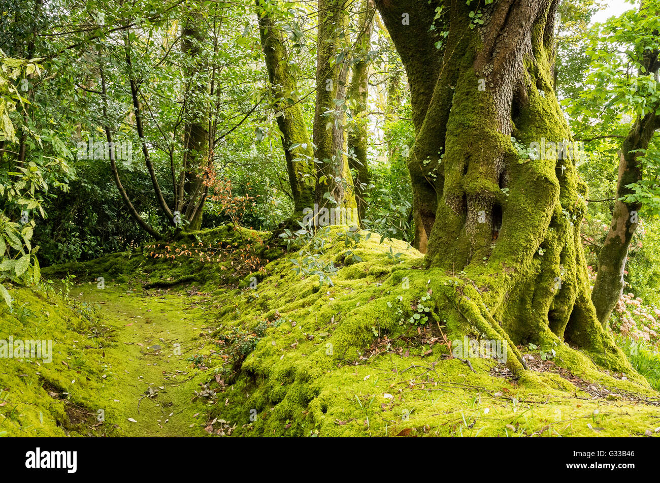 Coperte di muschio bosco con percorso nel giardino Trewidden Cornovaglia Foto Stock