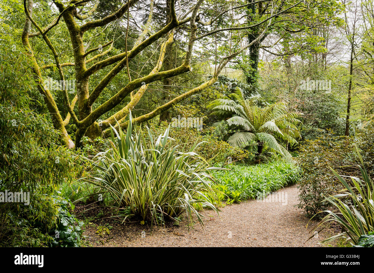 Piantando mescolato di alberi e altre piante nel Giubileo giardino Trengwainton Cornovaglia Foto Stock