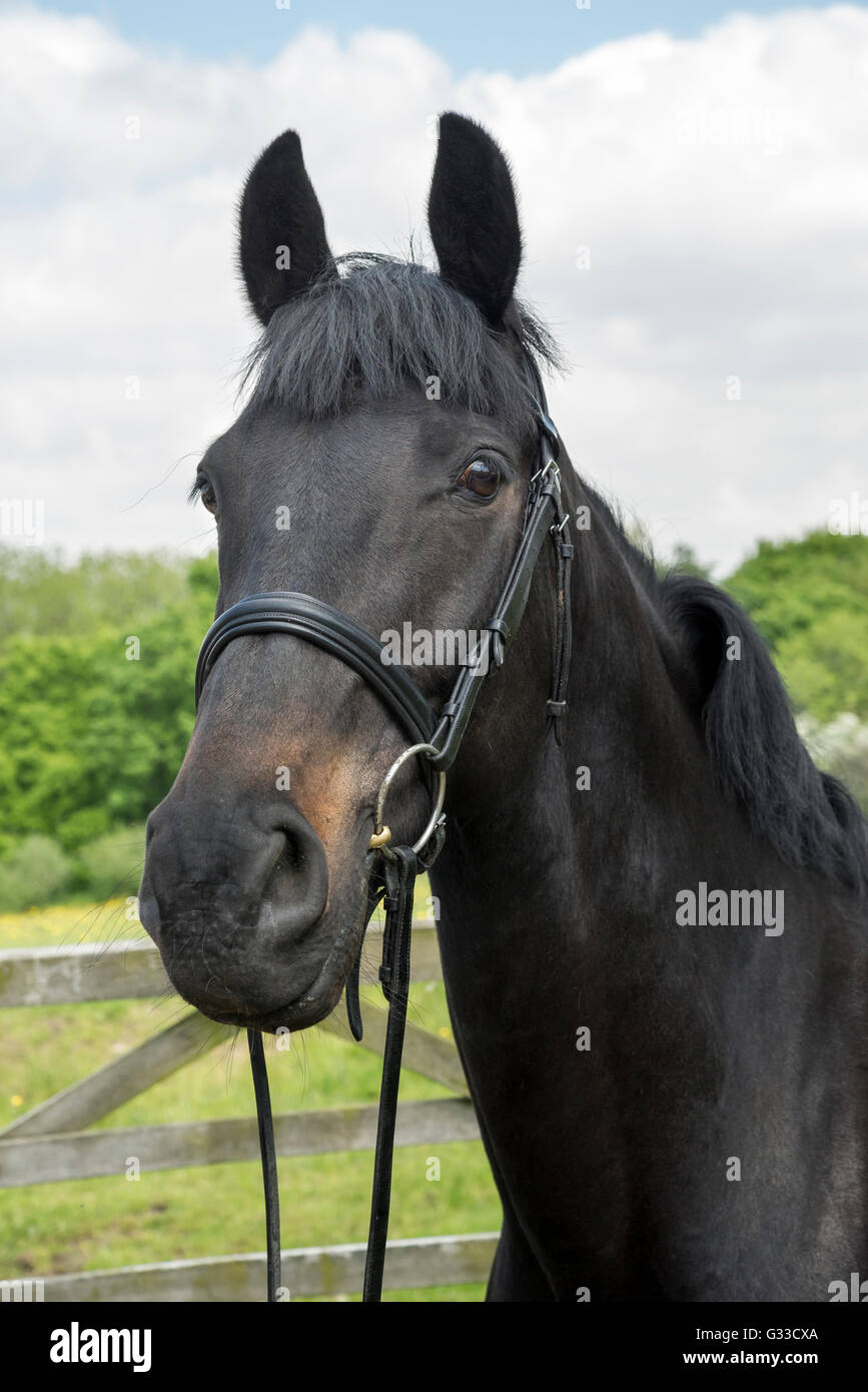 Baia di Dark Horse con orecchie pungere in avanti, indossando una briglia. Foto Stock