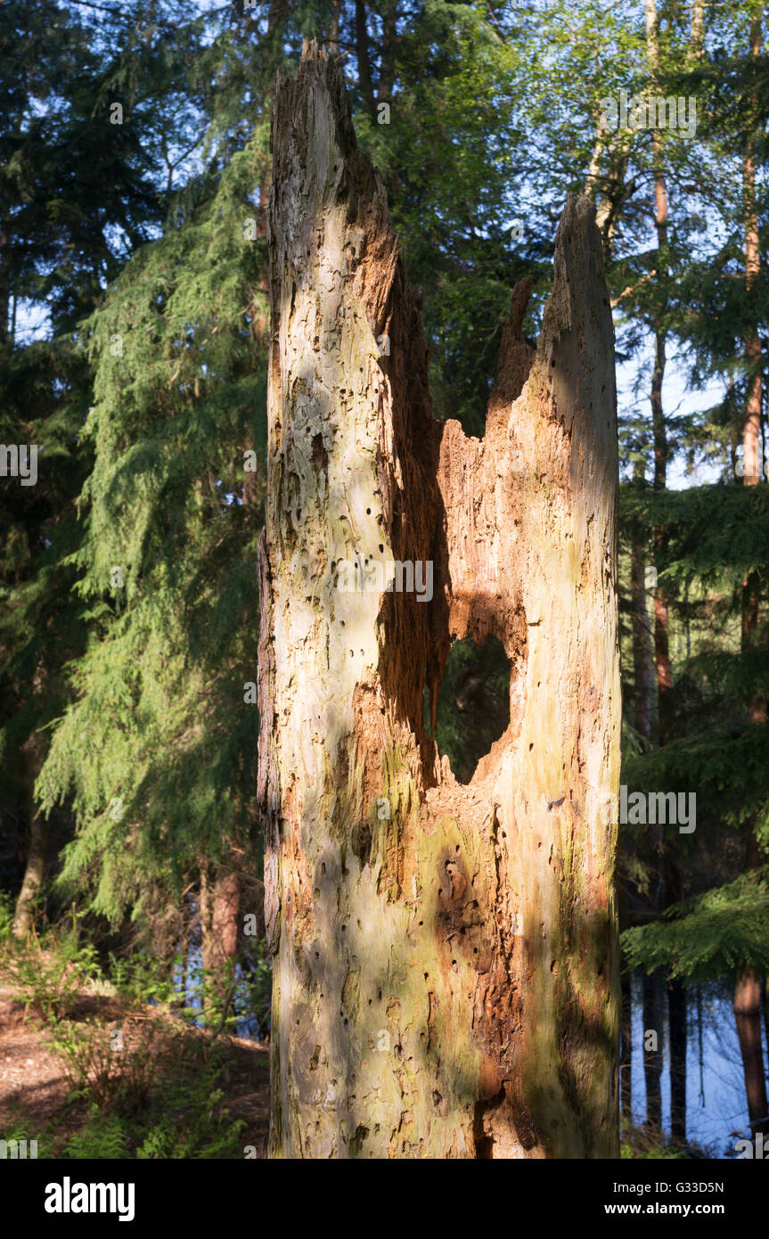 Un marciume tronco di albero Delamere Forest, Cheshire, Inghilterra, Regno Unito Foto Stock
