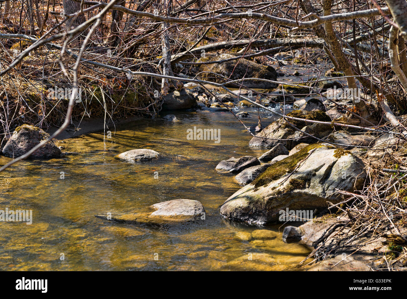 Un ruscello in primavera fluente attraverso la spazzola spessa, alberi e rocce. Foto Stock