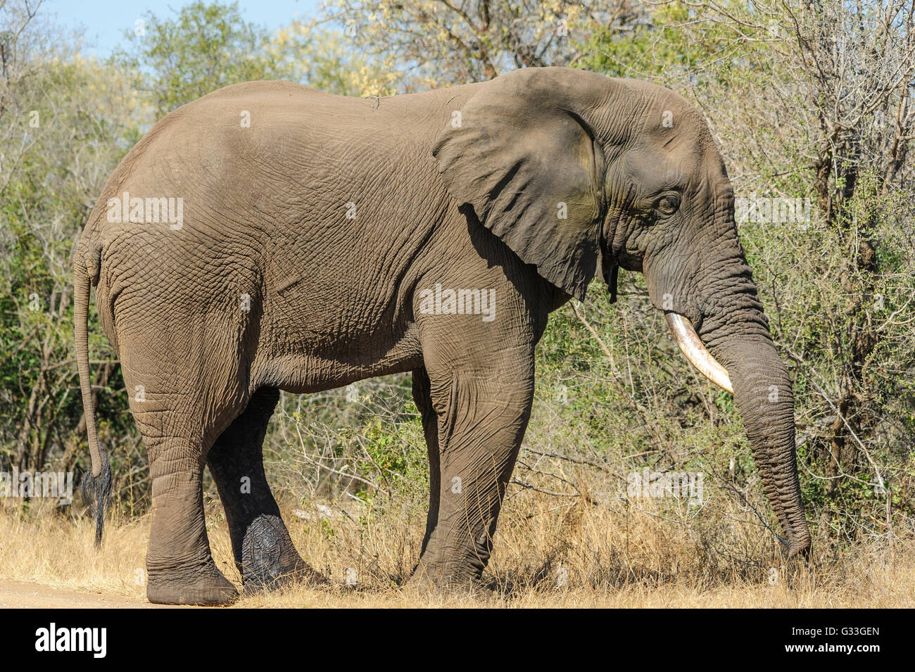 Wild Elephant con una sola zampa che gioca con il suo baule, Sud Africa. Osservazione di animali selvatici in Africa, viaggi e safari per turismo Foto Stock