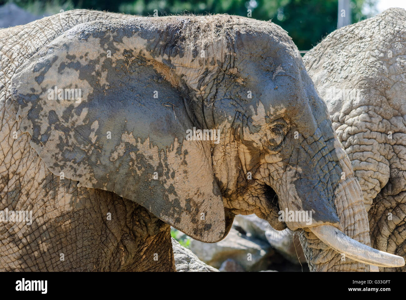 Close-up di Elephant (testa, sentire e il brosmio) con coperchio a umido e a secco di fango Foto Stock