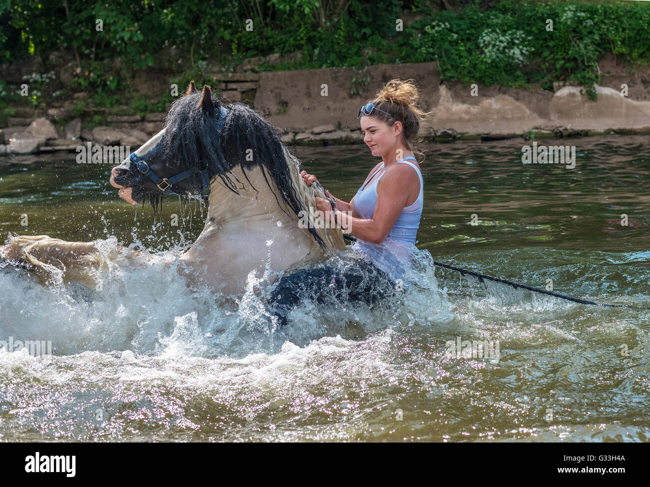 I viaggiatori di equitazione di lavaggio i loro cavalli nel fiume Eden a Appleby Horse Fair, Cumbria, Regno Unito. 2016 Foto Stock