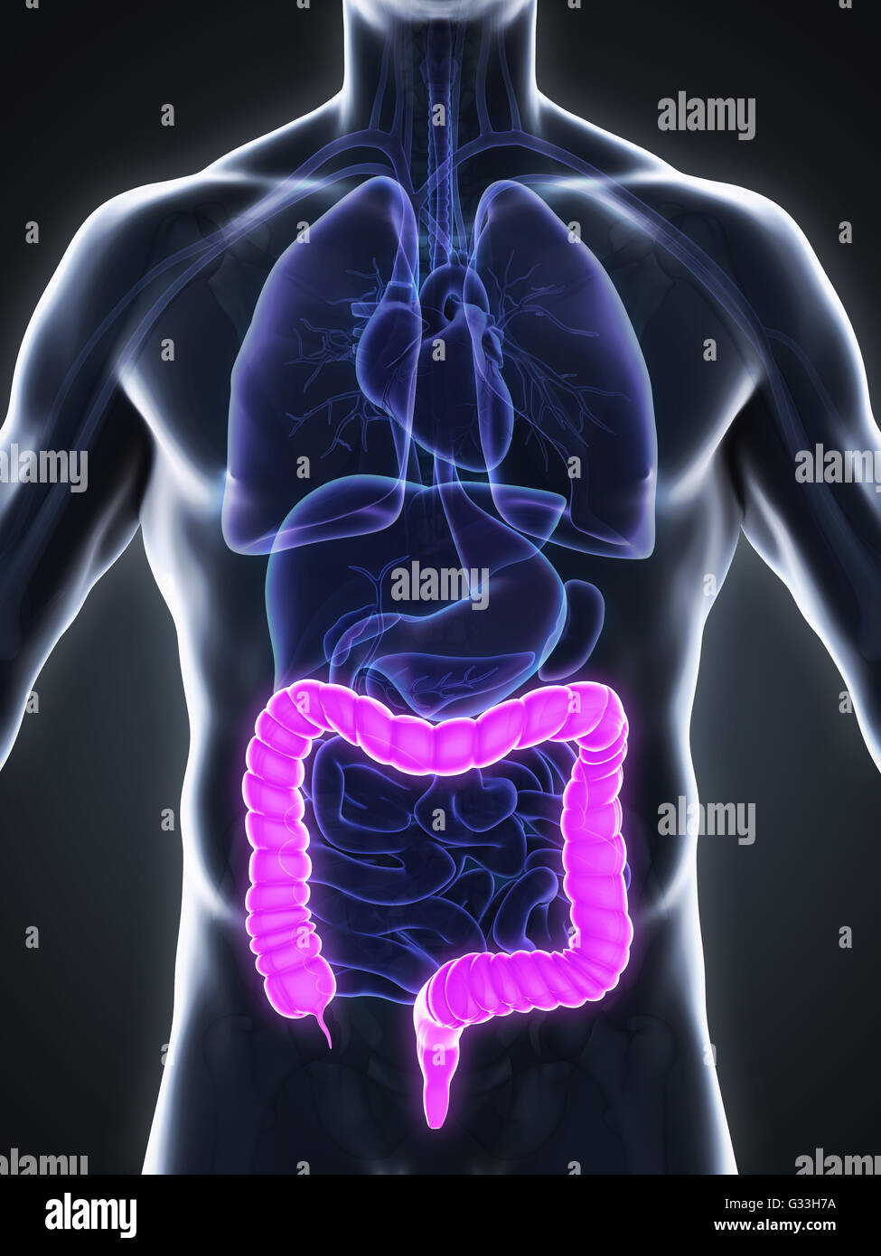 Colon umano anatomia Foto Stock