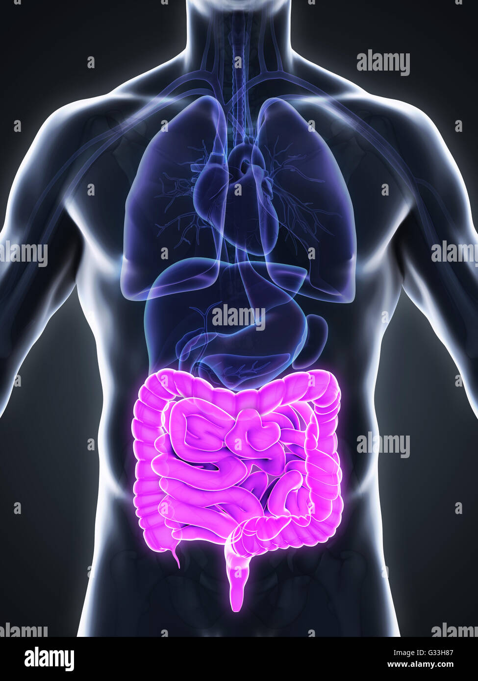 Intestino umano anatomia Foto Stock