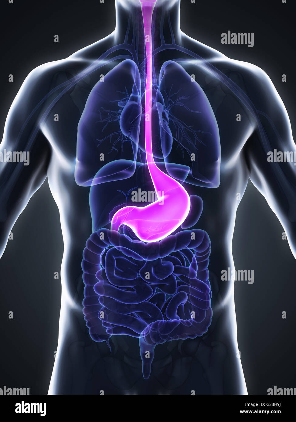 Stomaco umano anatomia Foto Stock