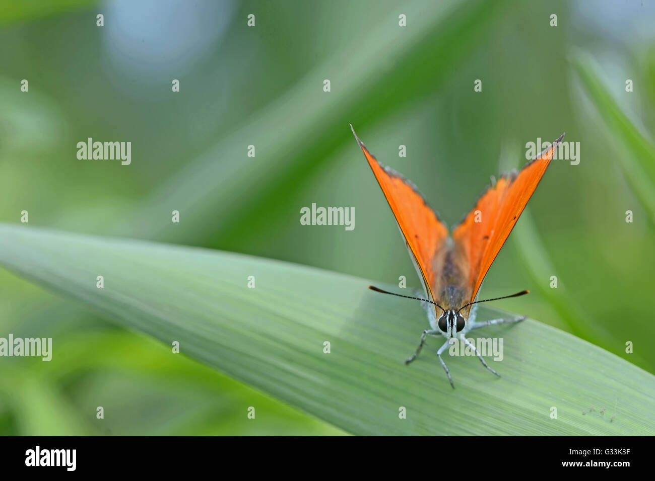 Comune (blu Polyommatus icarus) farfalla su un fiore giallo Foto Stock