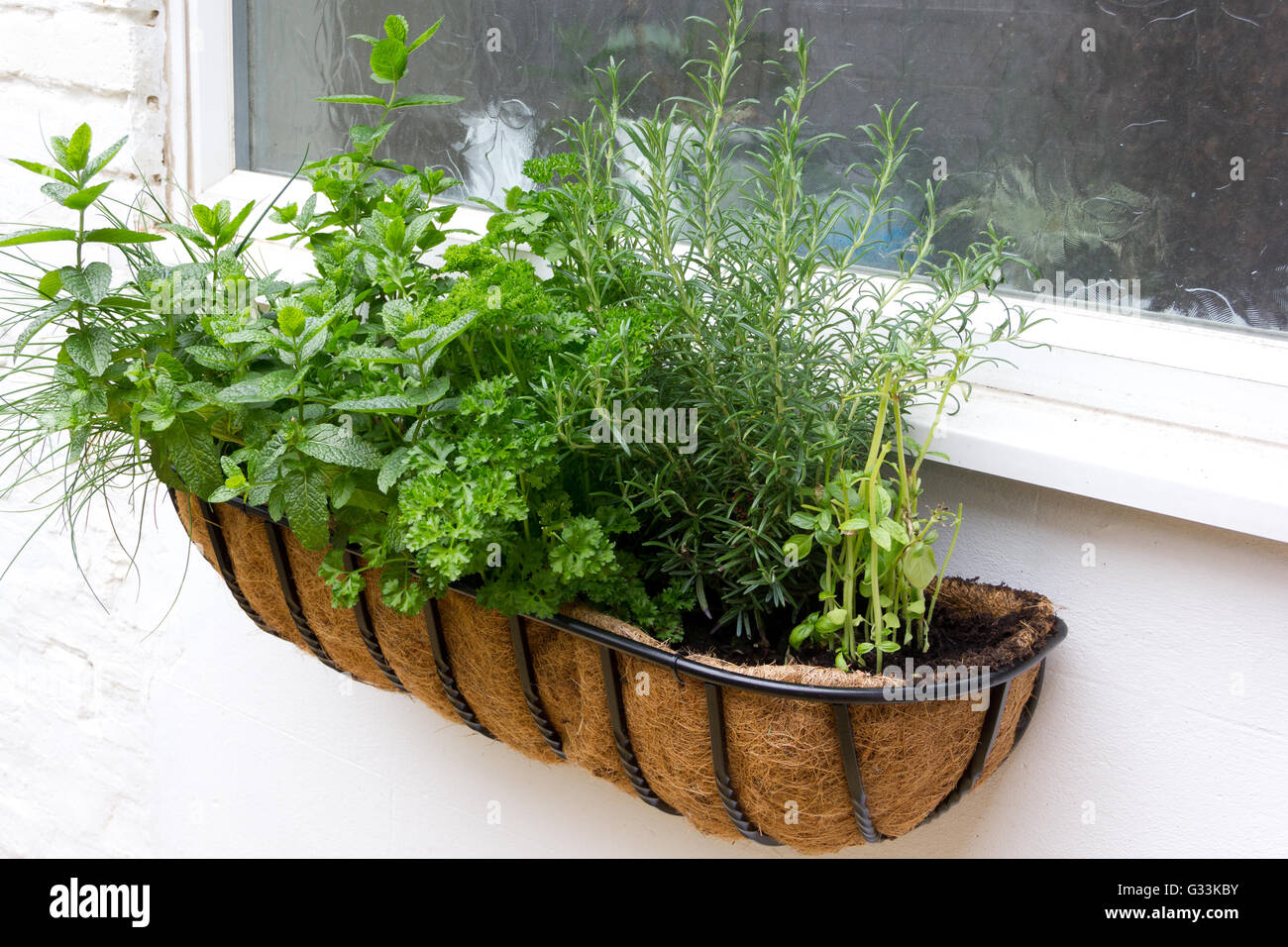 Scatola di finestra dell'erba Foto Stock