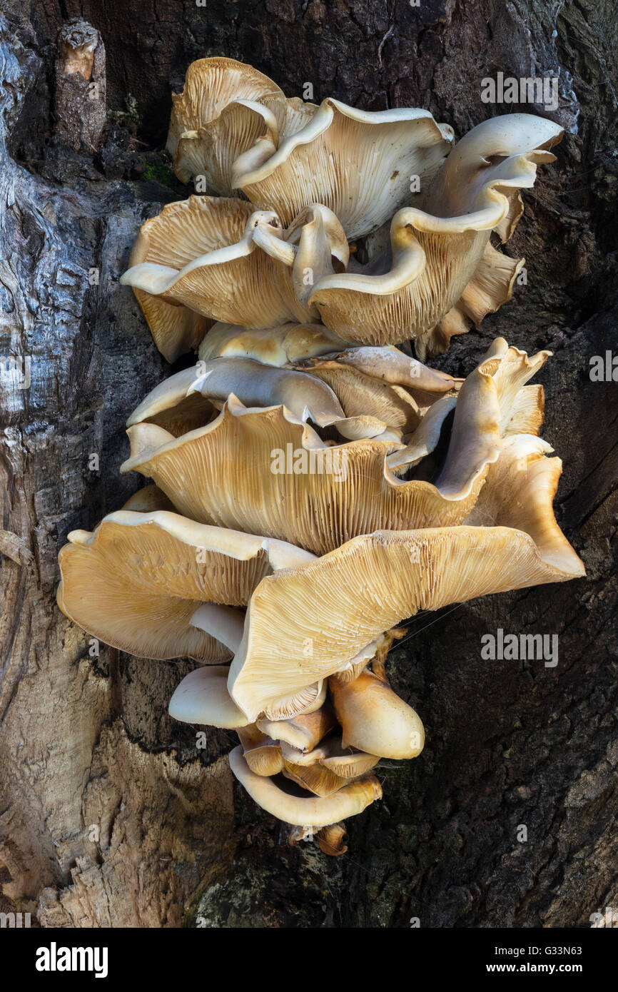 Staffa funghi che crescono su un albero a Lago di Pastore a Perth, Western Australia. Foto Stock