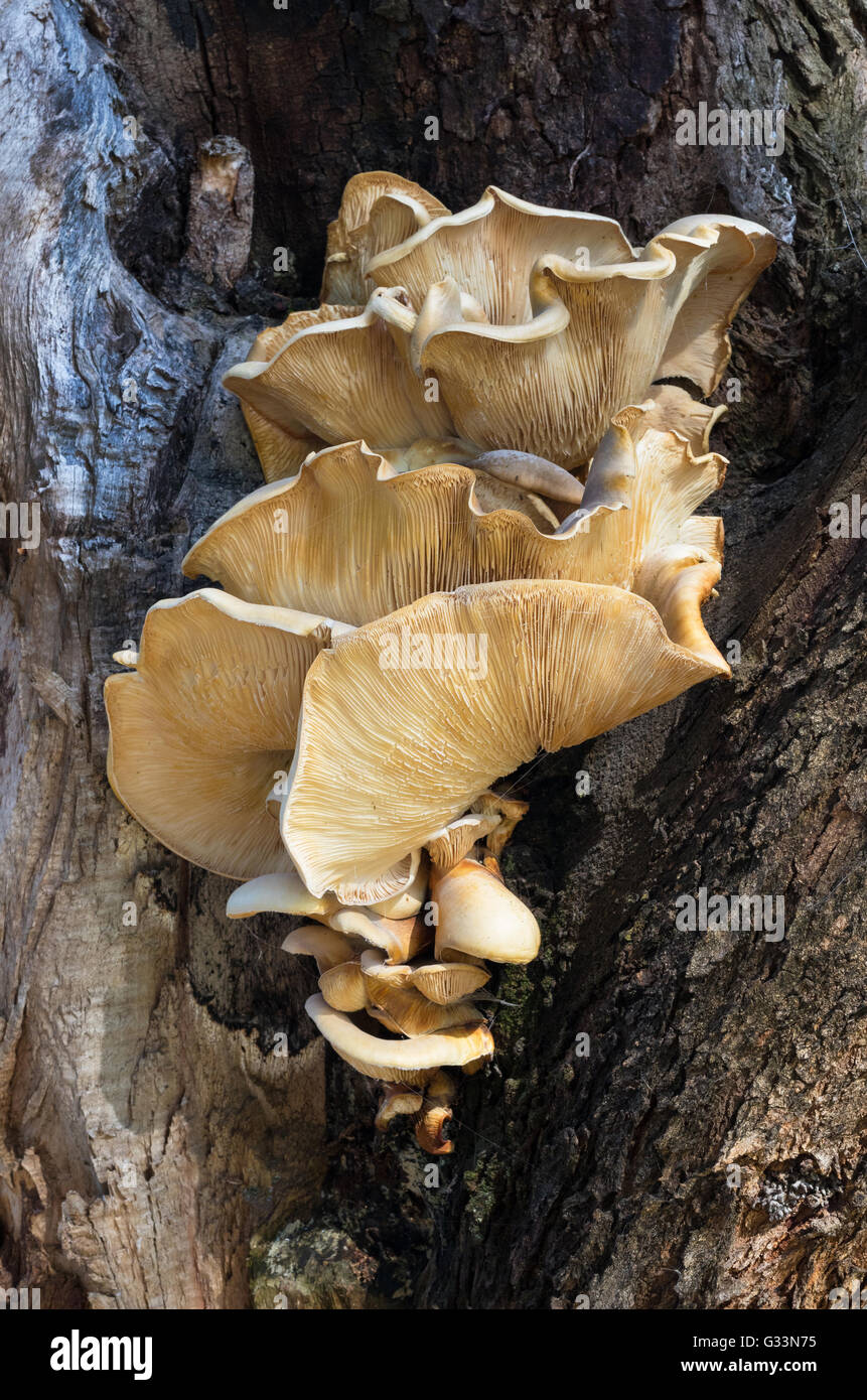 Staffa funghi che crescono su un albero a Lago di Pastore a Perth, Western Australia. Foto Stock