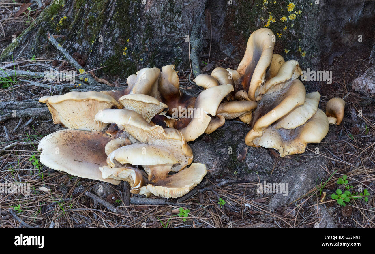 Staffa funghi che crescono su un albero a Lago di Pastore a Perth, Western Australia. Foto Stock