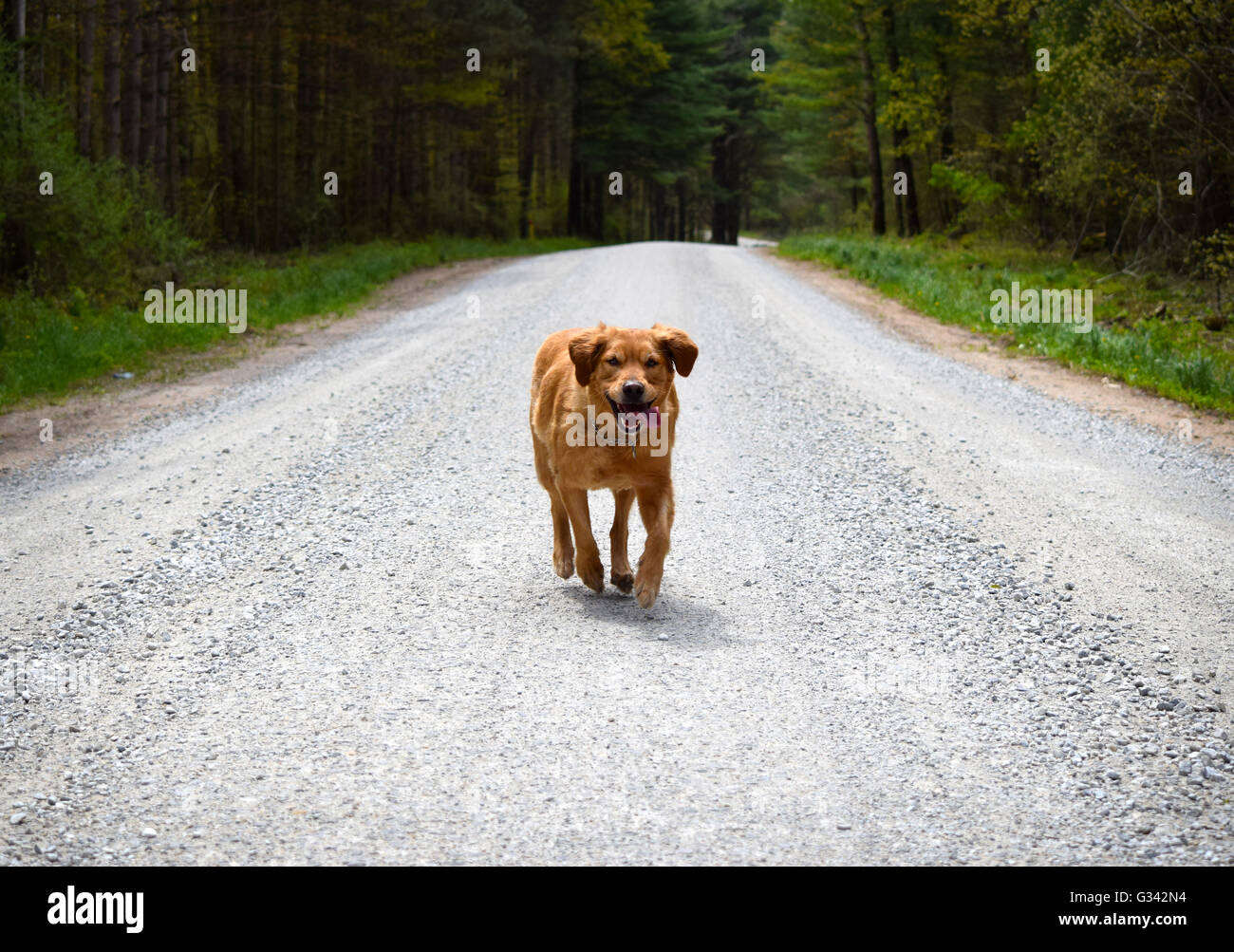 Il Golden Retriever su una strada di campagna Foto Stock