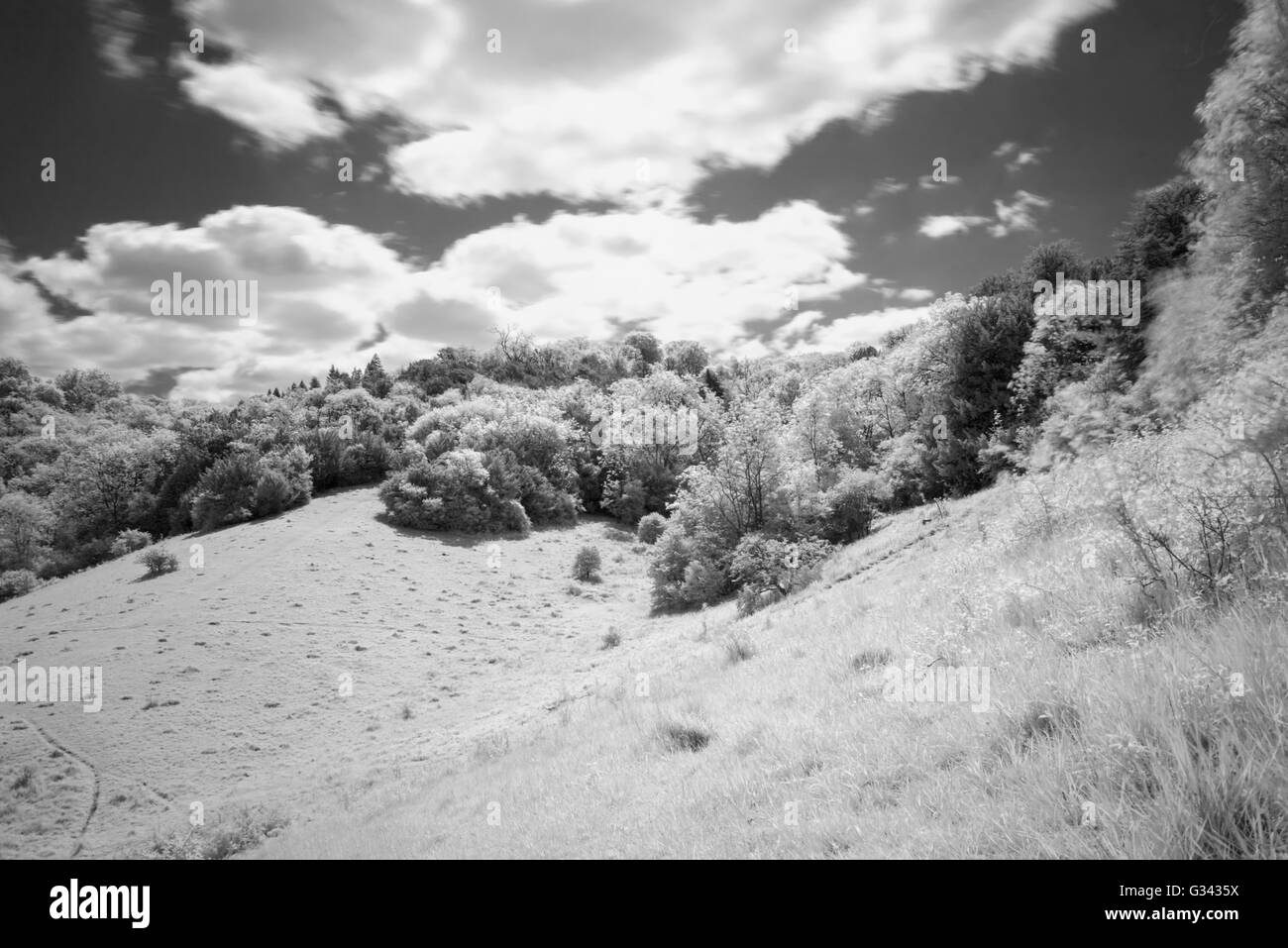 Vista del Box Hill, Surrey, Regno Unito in bianco e nero utilizzando un R72 infra-rosso filtro. Foto Stock