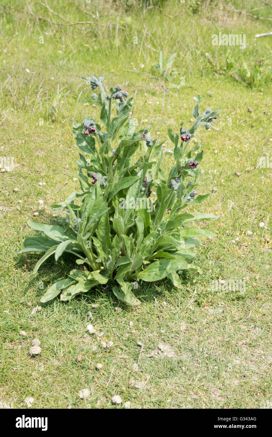 Hound's-lingua, Cynoglossum officinale, crescente sul terreno disturbati, Sussex, Regno Unito. Giugno. Foto Stock