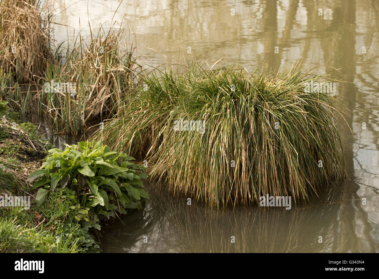 Tussocks svernamento di black sedge, Carex nigra, una pianta perenne delle zone umide europee, Marzo Foto Stock