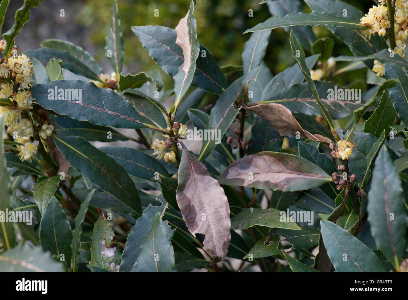 Svernamento o freddo vento danno necrotico a sweet bay, Laurus nobilis, foglie, Berkshire, Aprile Foto Stock