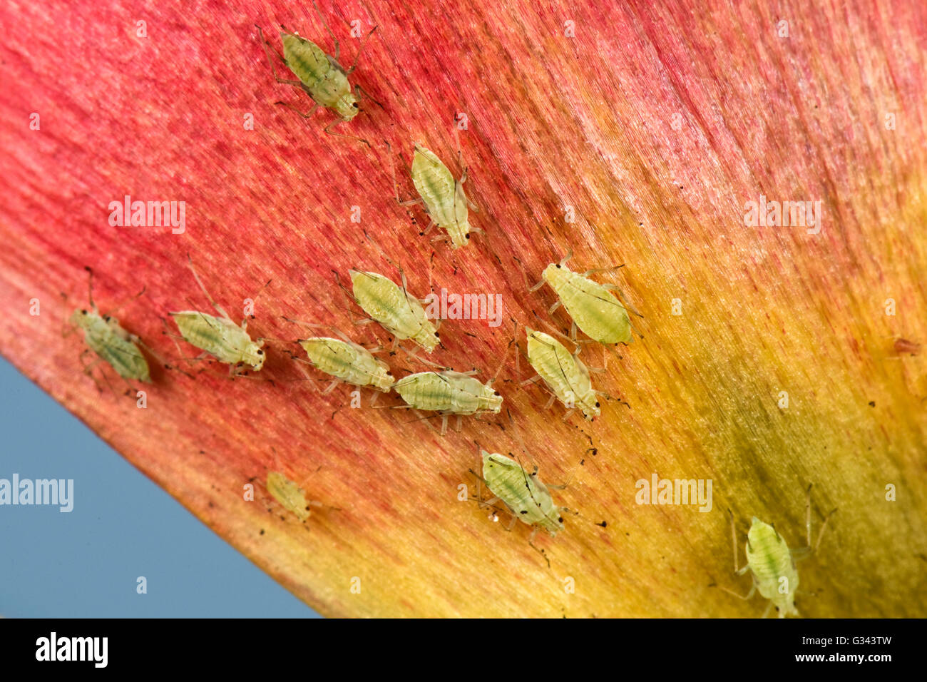 Potato afidi, Macrosiphum euphorbiae, su un tulipano fiore, Berkshire, può Foto Stock