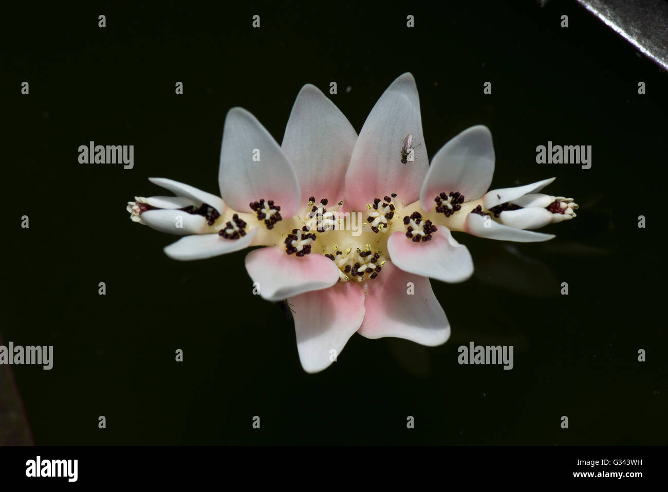 Fiore di cape lenticchia d'acqua, Aponogeton distachyos, fiore sulla superficie di un laghetto in giardino, può Foto Stock