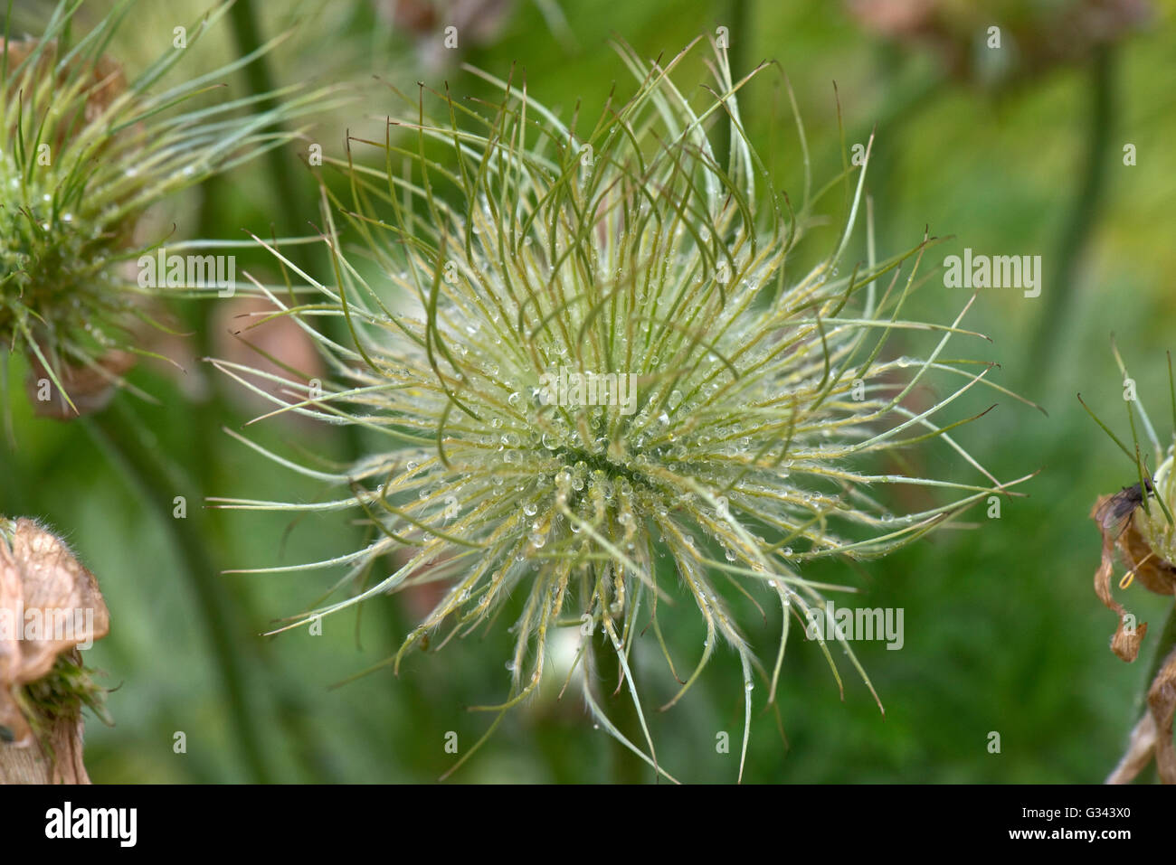 Un "pasque flower, Pulsatilla vulgaris, seedhead con goccioline di acqua in caso di pioggia, Berkshire, può Foto Stock