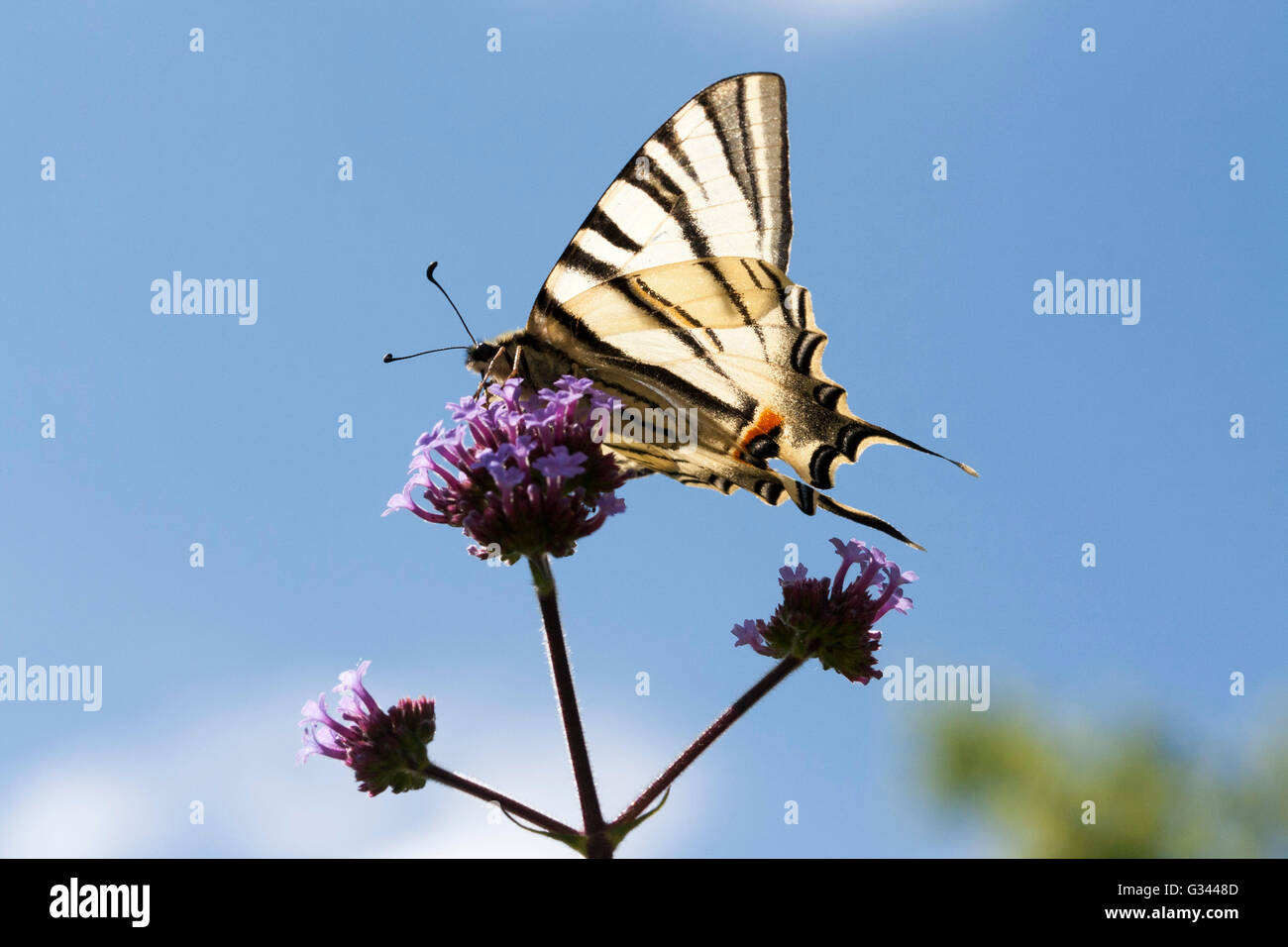 Swalloetail Butterfly alimentazione su Verbena Foto Stock