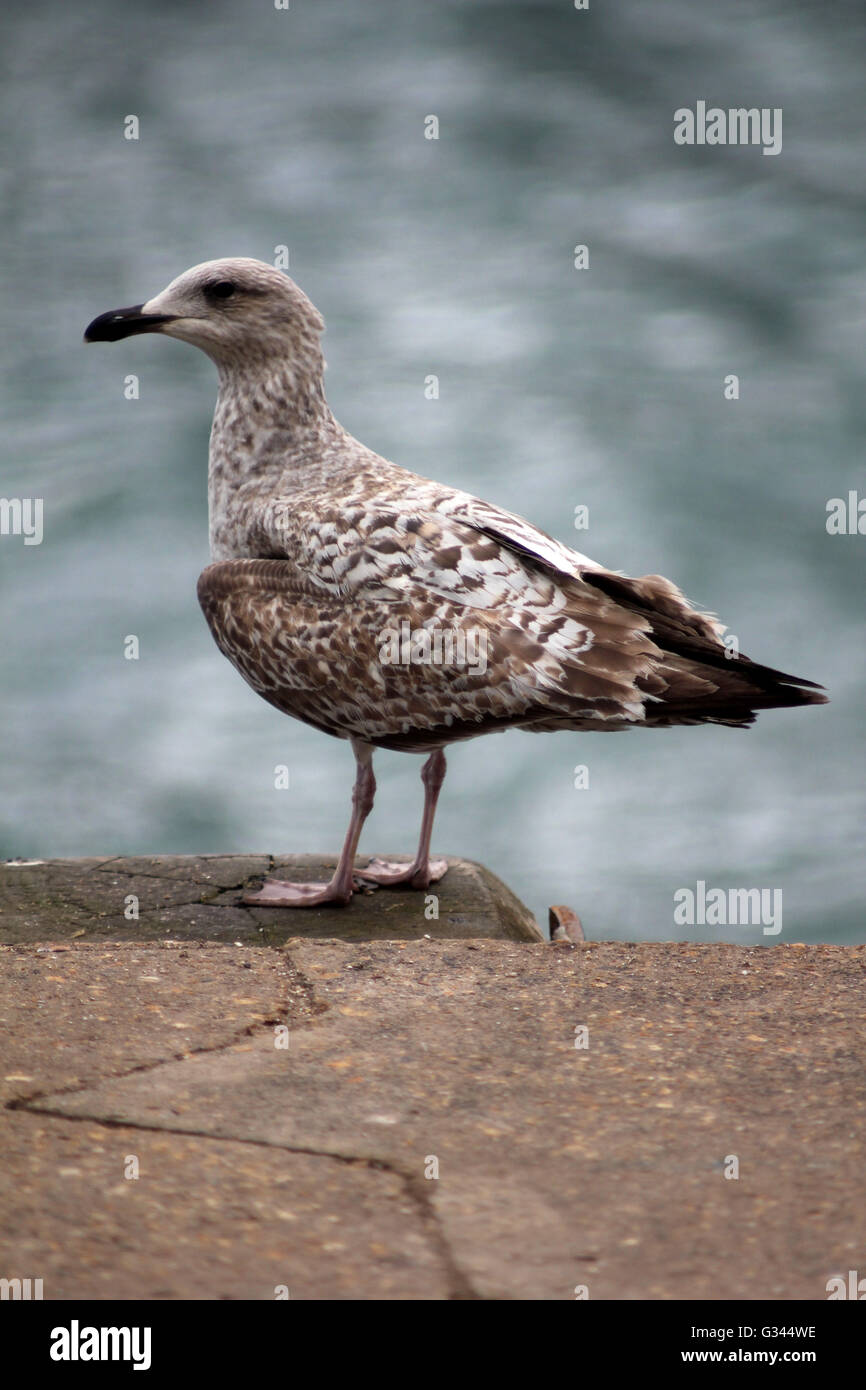 Abstract Seagull Weymouth Dorset Inghilterra Foto Stock Abstract Seagull Weymouth Dorset Inghilterra Foto Stock