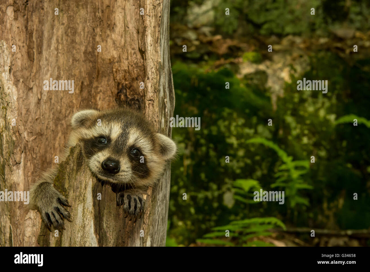 Un bambino raccoon nascondendosi in una scavata nella struttura ad albero. Foto Stock