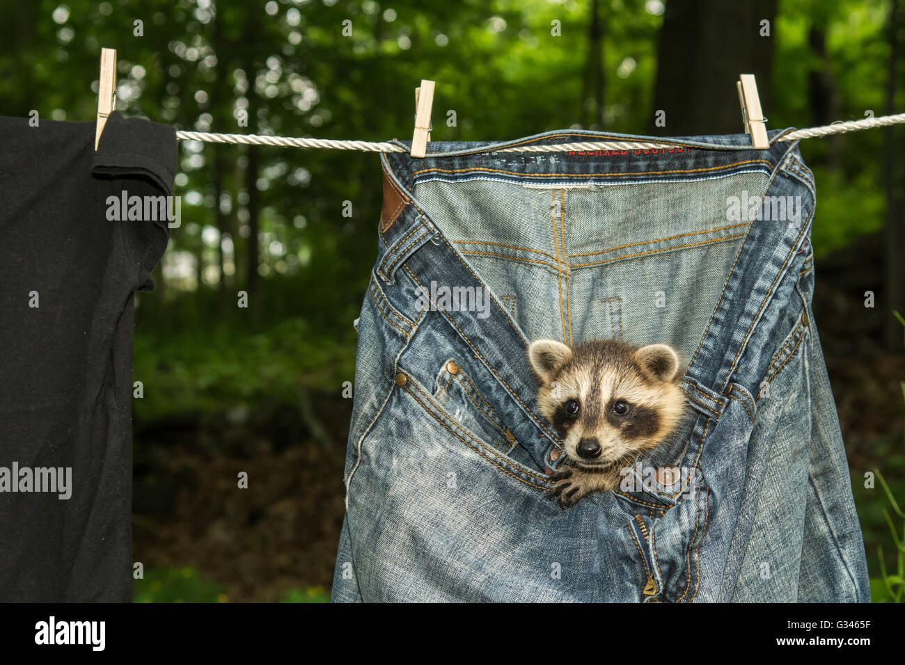 Un bambino raccoon nascondere in lavanderia essiccazione su la linea di abbigliamento. Foto Stock