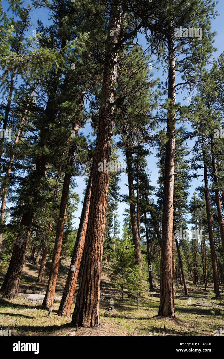 Ponderosa Pine Forest in Oregon Ochoco della montagna. Foto Stock