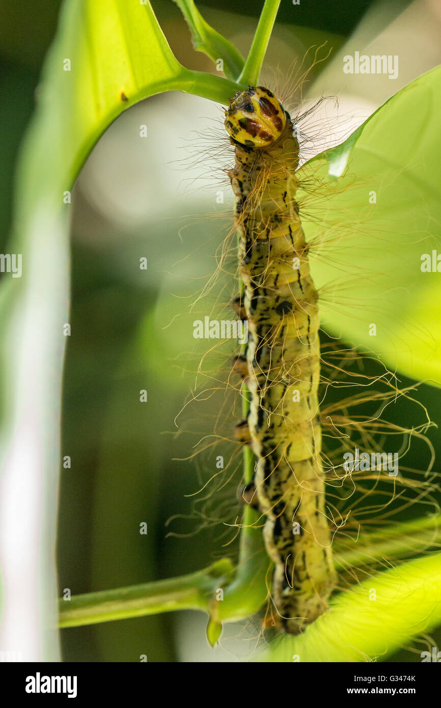 Vivacemente colorato di giallo, nero e colore rosso caterpillar in Gunung Gading National Park, Malaysian Borneo. Foto Stock