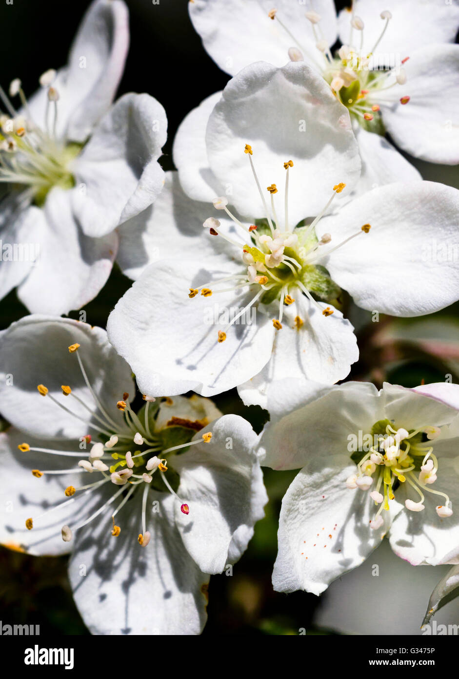 Close-up di fiori su una fioritura Crab Apple tree (Malus sikkimensis) Foto Stock