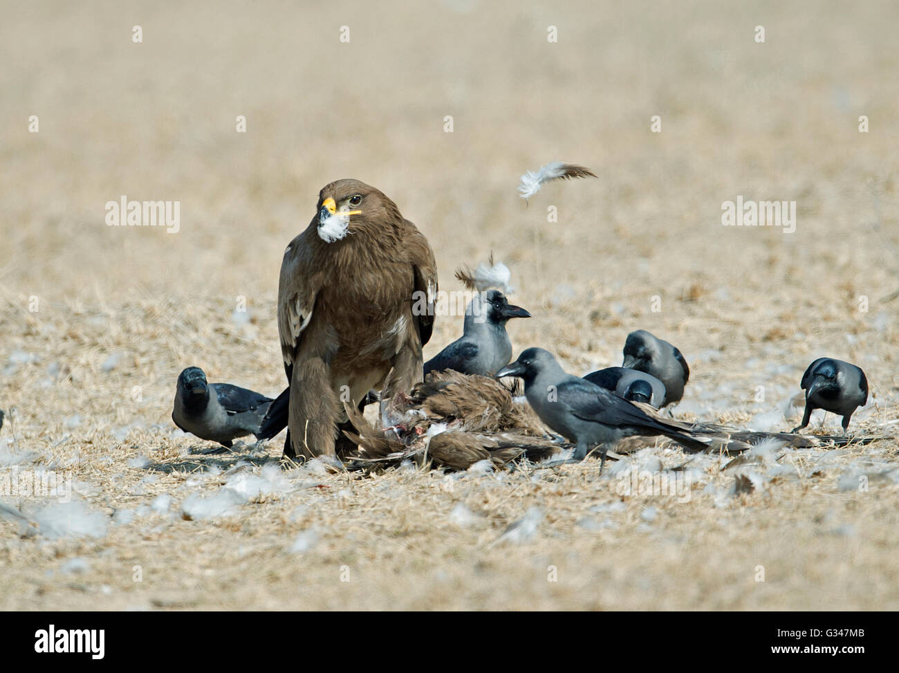L'immagine di steppa eagle ( Aquila nipalensis), si tratta di una rara shot e comportamento insolito di steppa eagle alimentazione su eagle. deser Foto Stock