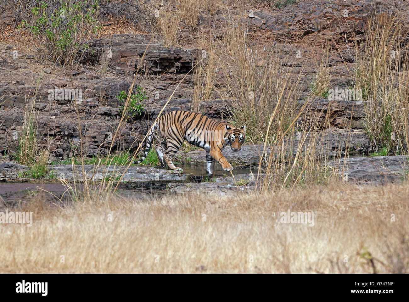 L'di Tiger ( Panthera tigris) cub di Machli su roccia nel parco nazionale di Ranthambore, India Foto Stock