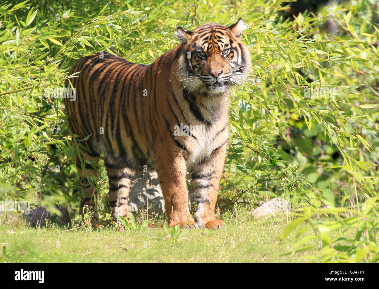 Maschio maturo tigre di Sumatra (Panthera tigris sumatrae) mostra se stesso, emergenti da sottobosco Foto Stock