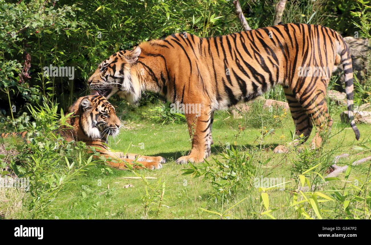 Maschio maturo tigre di Sumatra (Panthera tigris sumatrae) leccare il suo compagno in affetto Foto Stock