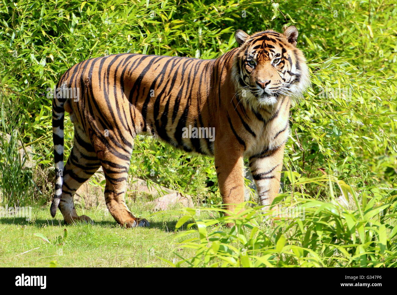 Maschio maturo tigre di Sumatra (Panthera tigris sumatrae) visto di profilo, rivolta verso la telecamera Foto Stock