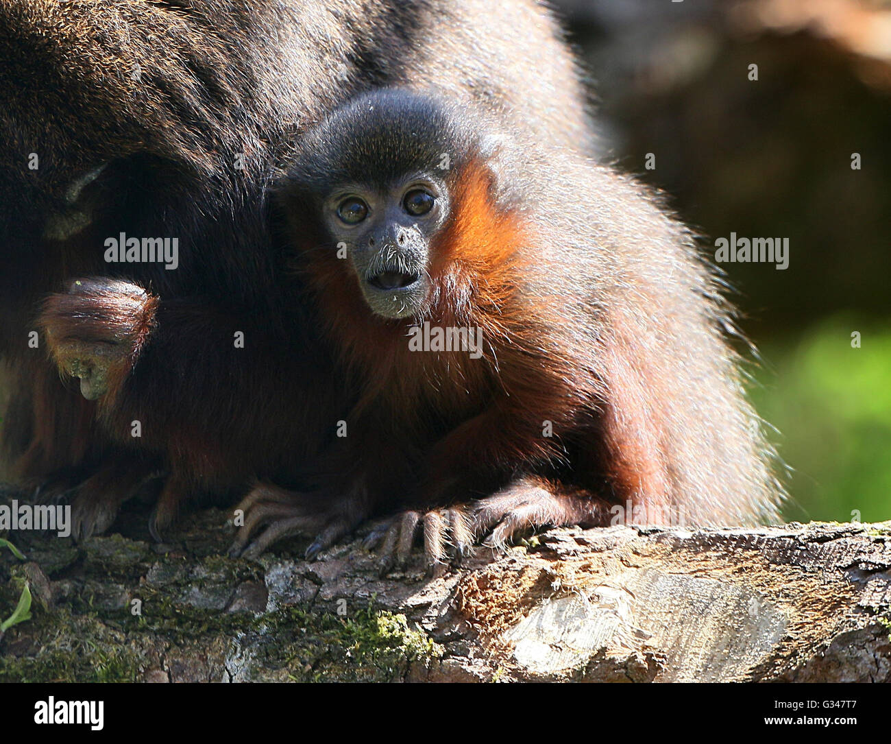 Baby Sud Americano o ramato color rame scimmia Titi (Callicebus cupreus) Foto Stock