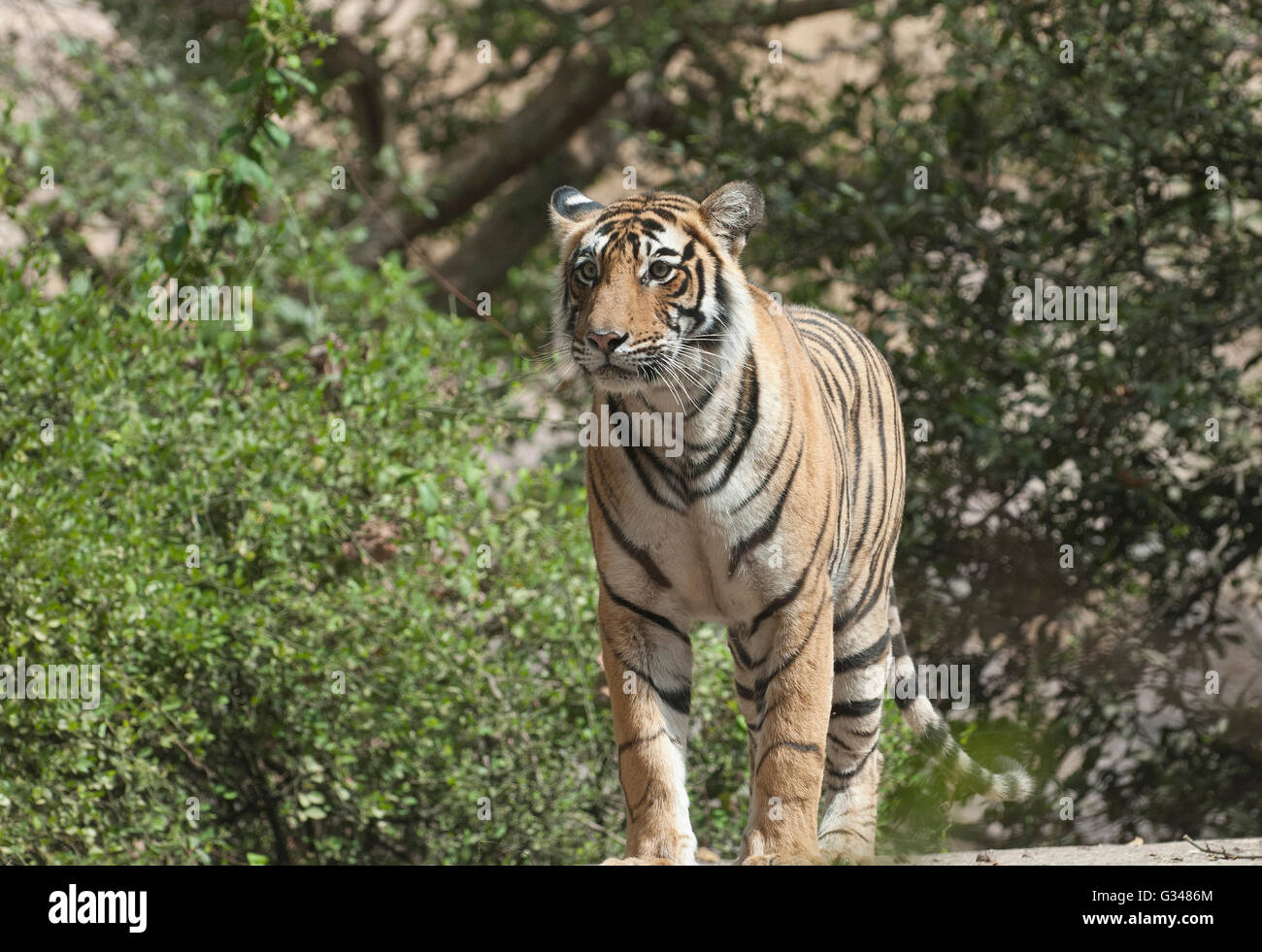 L'immagine della tigre ( Panthera tigris ) cub di Machli nel parco nazionale di Ranthambore in India Foto Stock