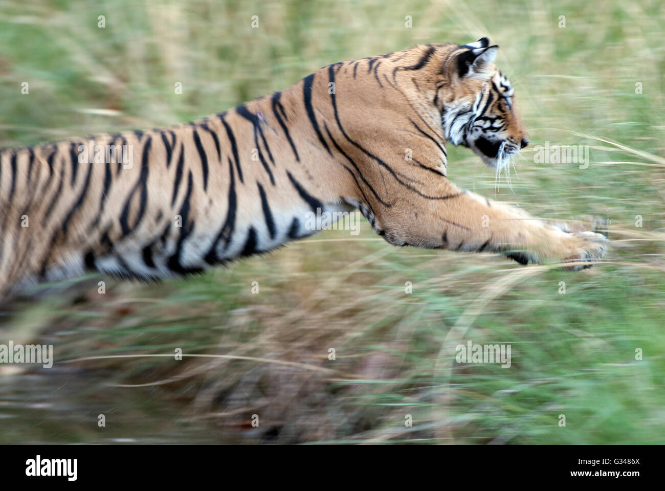 L'immagine della tigre ( Panthera tigris ) cubs di Machli nel parco nazionale di Ranthambore in India Foto Stock
