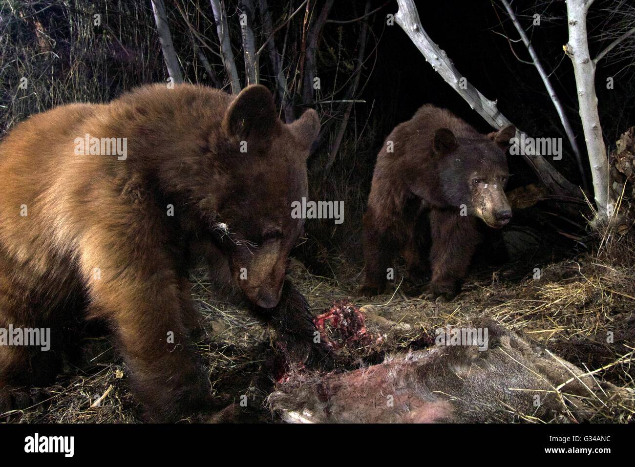 Una madre Black Bear Cub e approfitta di un cervo ucciso da un California mountain lion di alimentazione prima del suo ritorno catturata su un telecomando gioco telecamera 7 dicembre 2015 all'estremità orientale della Santa Susana montagne vicino Camarillo, California Foto Stock