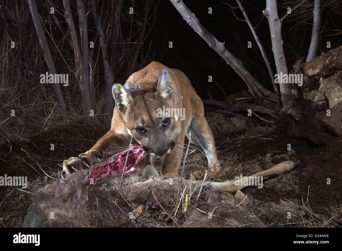 Una femmina di California cougar contrassegnate come P-35 è catturata su un telecomando gioco fotocamera dai biologi assaporerete un cervo kill Dicembre 4, 2015 all'estremità orientale della Santa Susana montagne vicino Camarillo, California Foto Stock