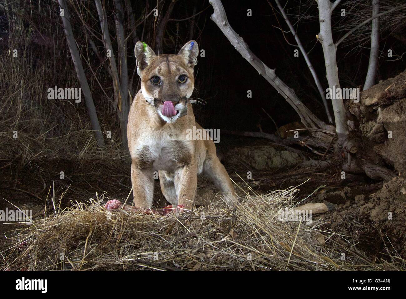Una femmina di California cougar contrassegnate come P-35 è catturata su un telecomando gioco fotocamera dai biologi assaporerete un cervo kill Dicembre 4, 2015 all'estremità orientale della Santa Susana montagne vicino Camarillo, California Foto Stock
