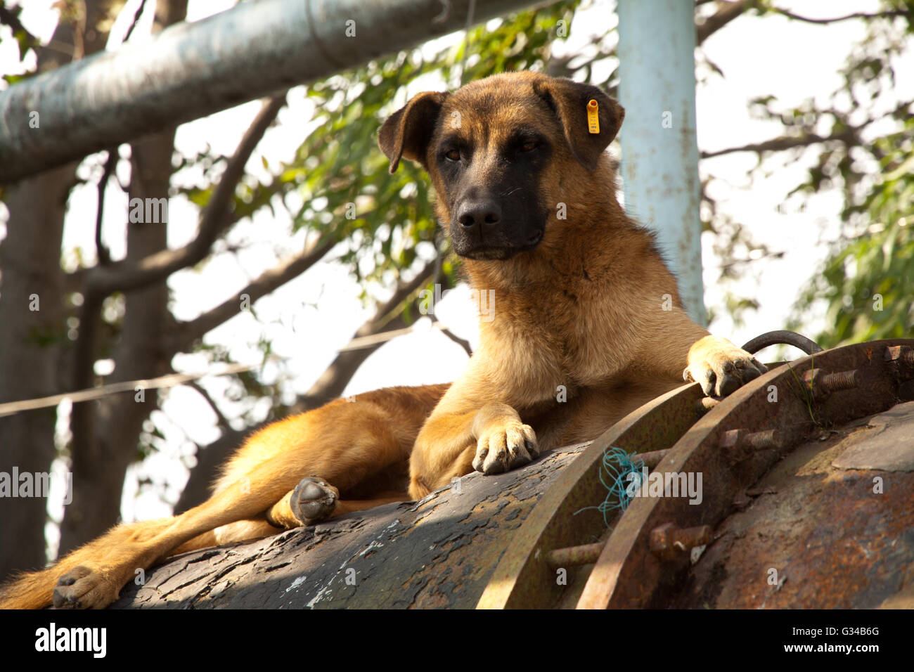 I cani di Istanbul Foto Stock