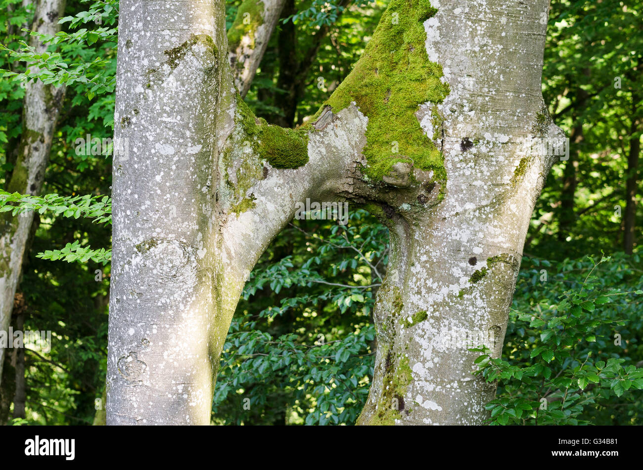 Il faggio tronchi d albero congiunti. Questo fenomeno naturale è chiamato inosculation. Foto Stock